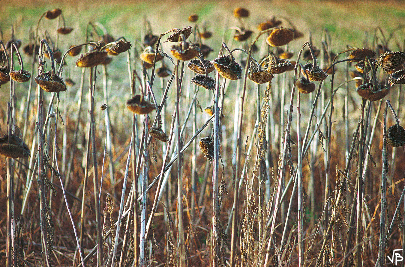 Agonie des tournesols