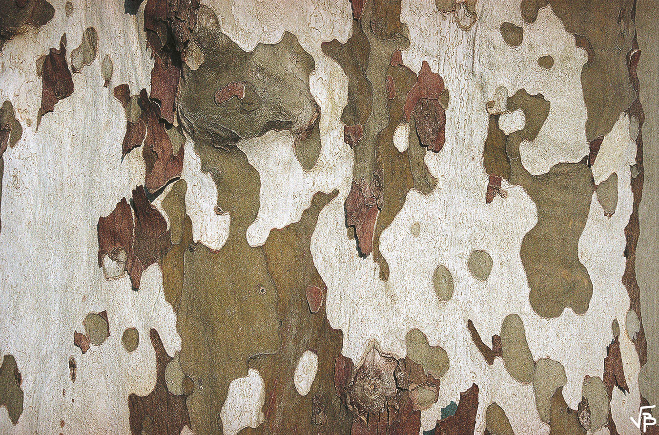 Arbre familier
