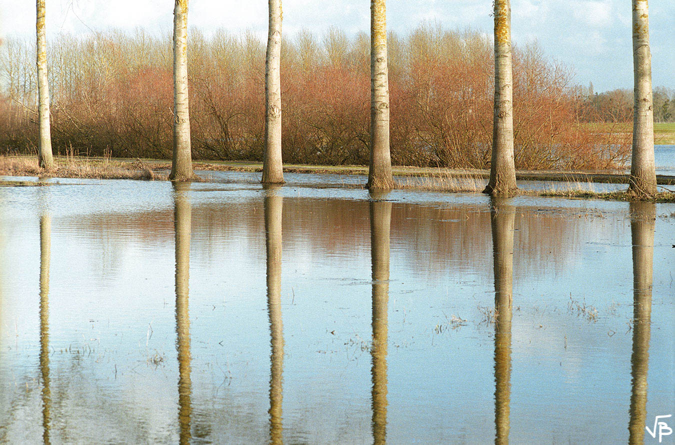 Arbres sur pilotis