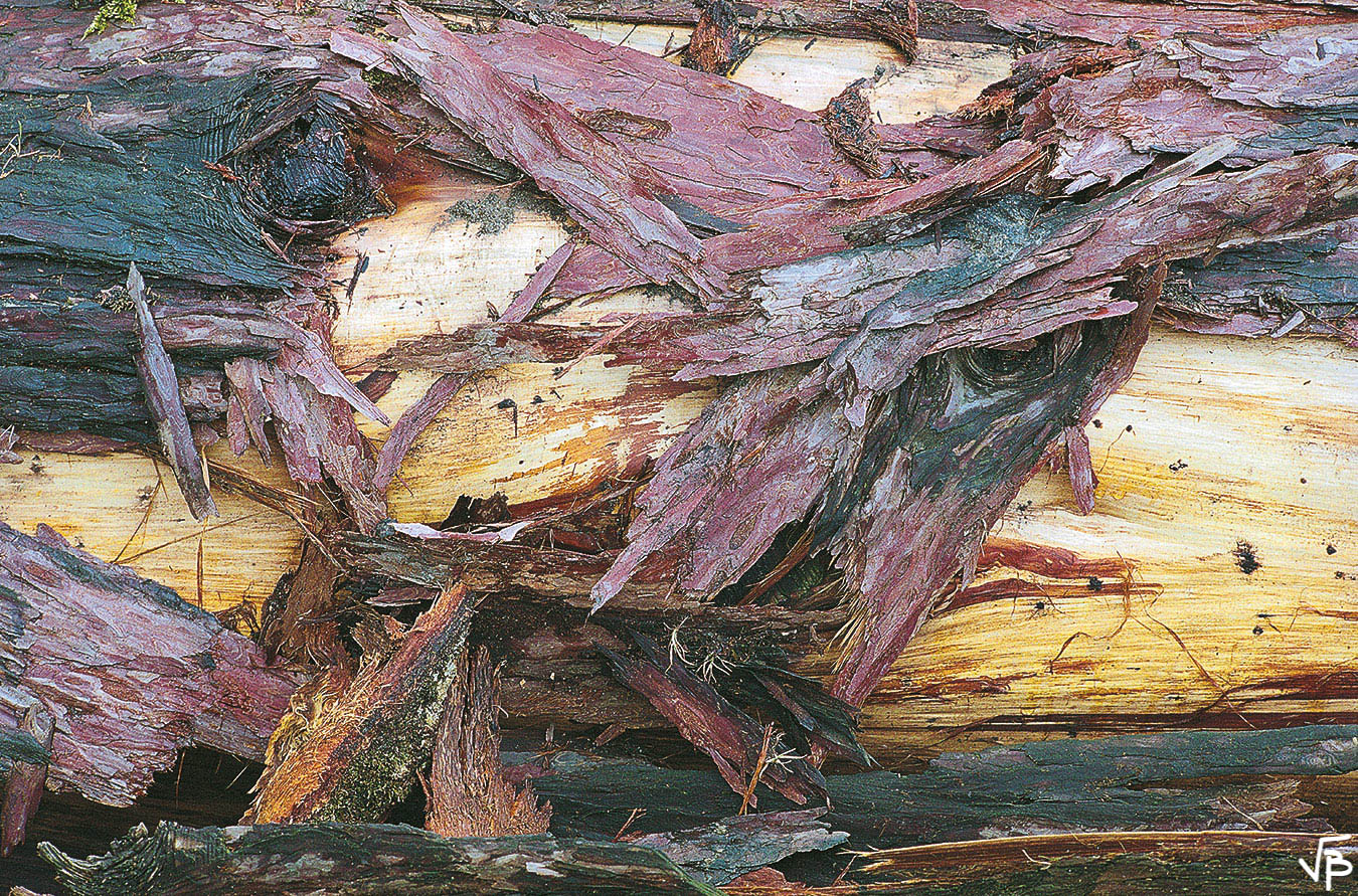 Déforestation