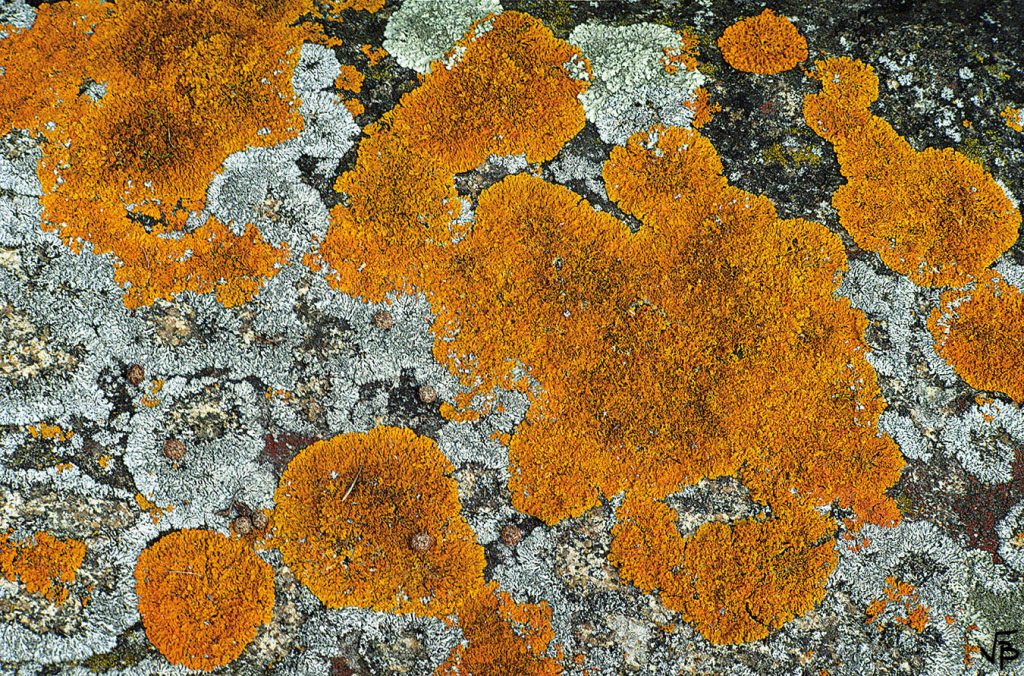 Lichenus priminobilis orangus