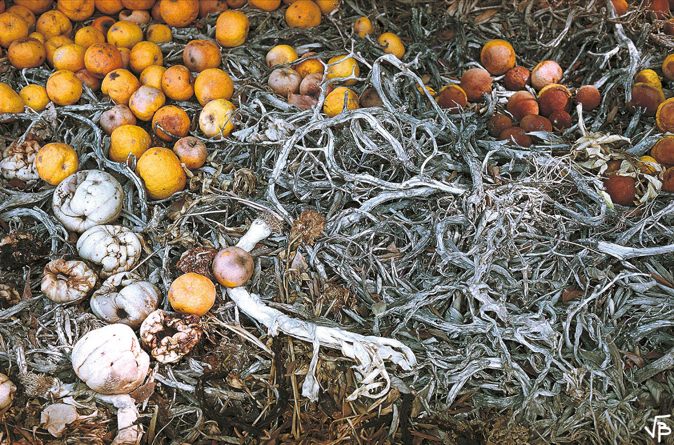 Oranges sans doute un peu amères