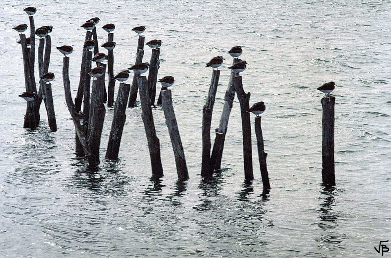 Pilotis habités