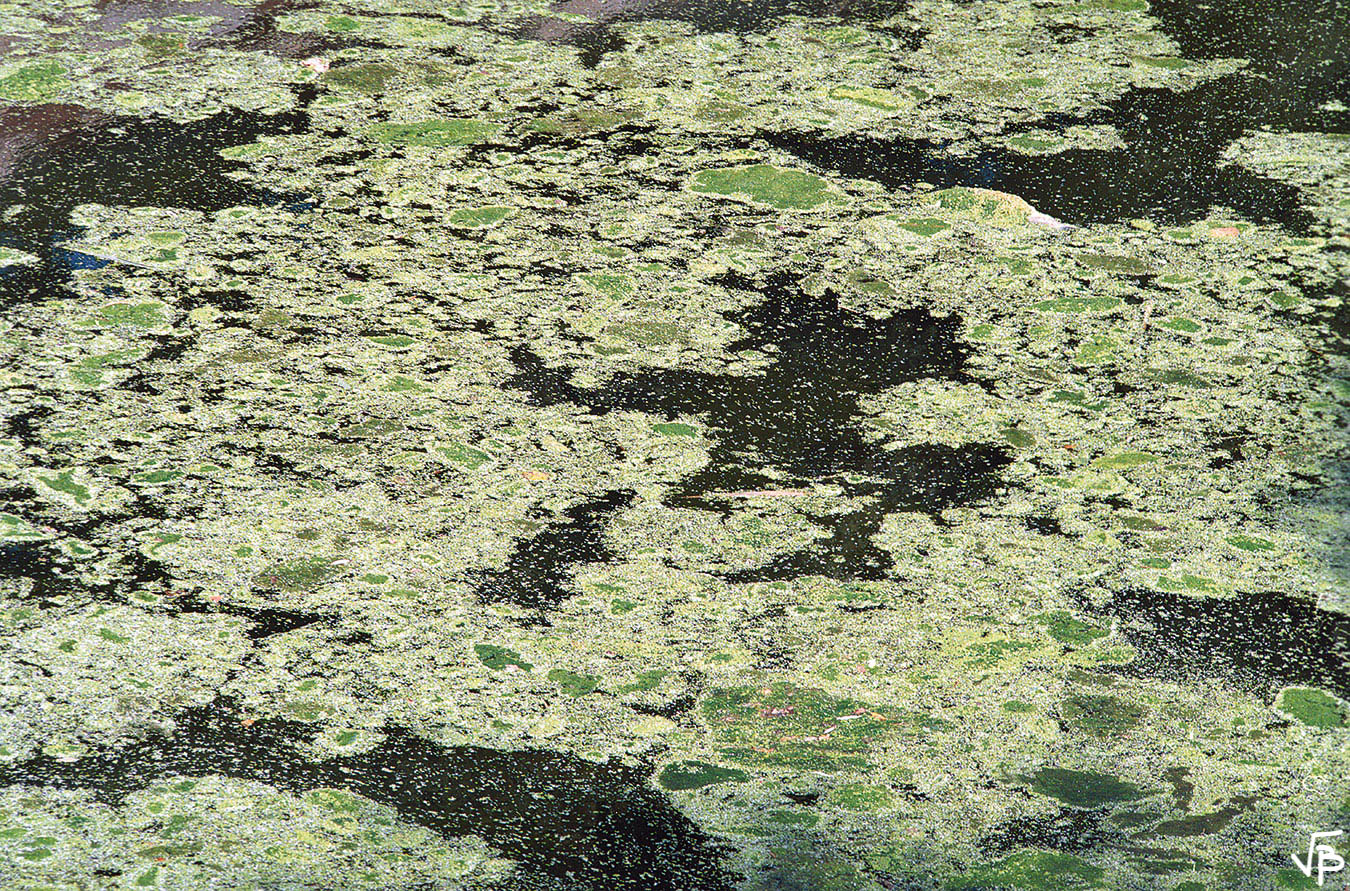 Tapisserie végétale