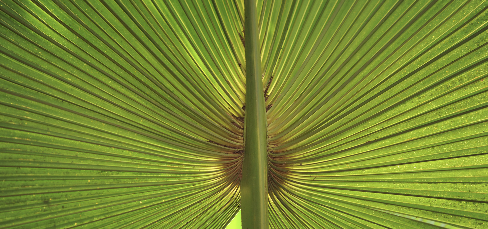 Soleil vert