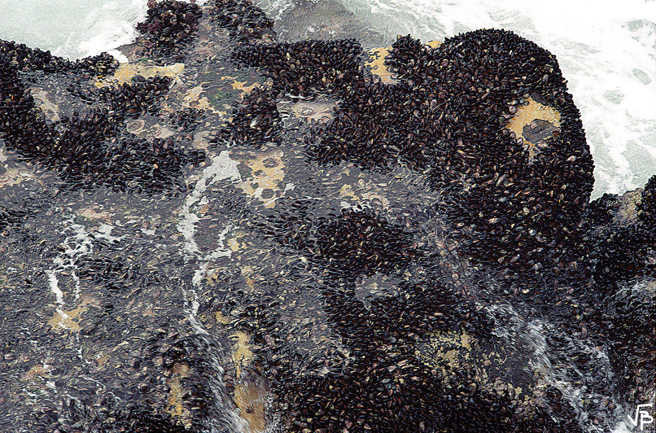 Moules au kilo