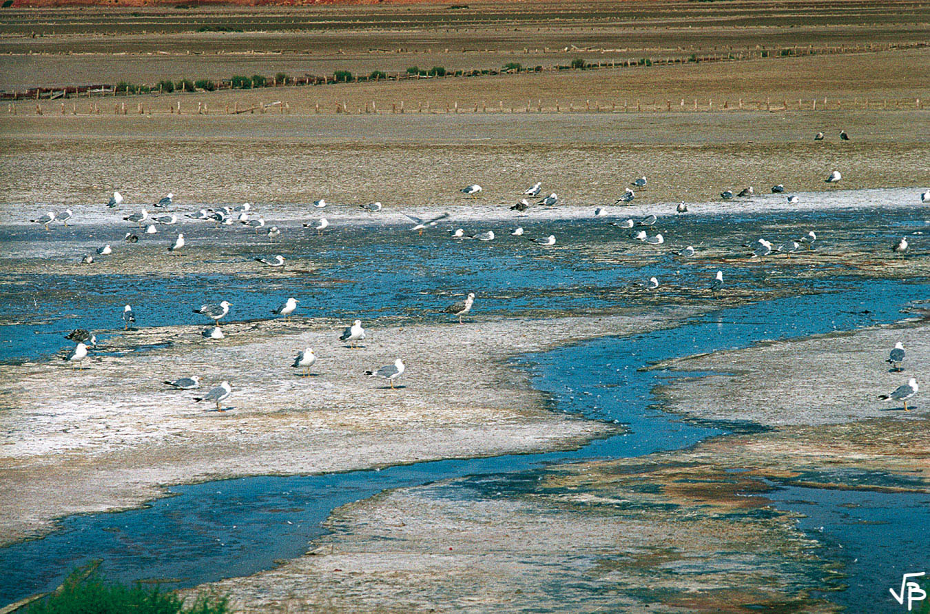 Salines aux mouettes
